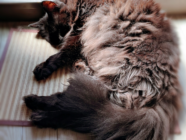 猫も人間も夏バテ